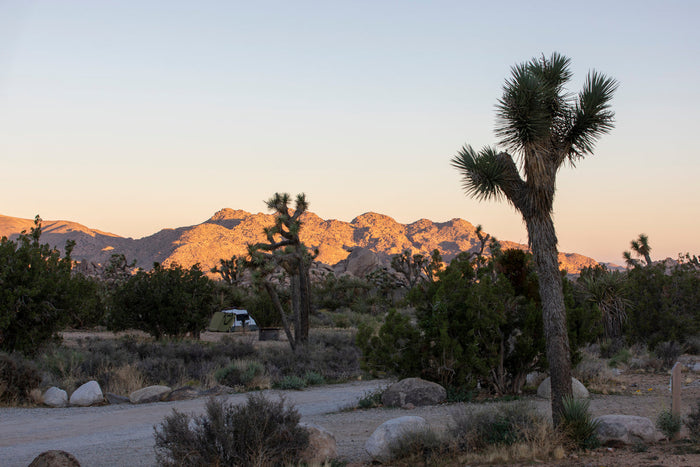Joshua Tree landscape with mountain view