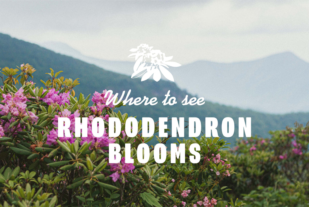 Where to see Rhododendron Blooms in the Southeast