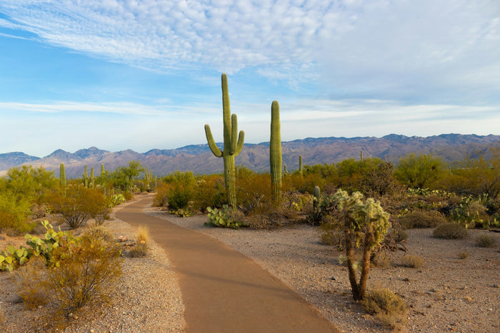 The Landmark Project's Guide to Saguaro National Park