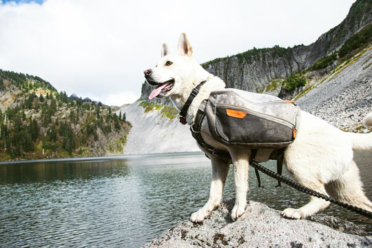 8 Dog Friendly National Parks Across the U.S.